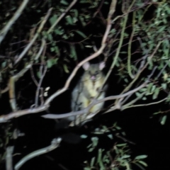 Trichosurus vulpecula (Common Brushtail Possum) at Yarralumla, ACT - 29 Feb 2020 by AndrewZelnik