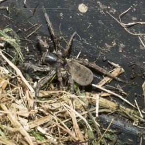 Lycosidae (family) at Higgins, ACT - 3 Mar 2020