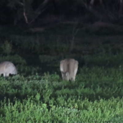 Macropus giganteus (Eastern Grey Kangaroo) at Yarralumla, ACT - 29 Feb 2020 by AndyRoo