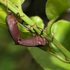 Musgraveia sulciventris (Bronze Orange Bug) at Higgins, ACT - 3 Mar 2020 by AlisonMilton