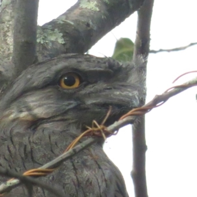 Podargus strigoides (Tawny Frogmouth) at Curtin, ACT - 18 Feb 2020 by BenW