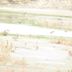 Calidris acuminata at Fyshwick, ACT - 23 Feb 2020 by BenW