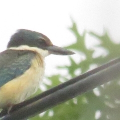 Todiramphus sanctus (Sacred Kingfisher) at Curtin, ACT - 10 Feb 2020 by BenW