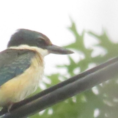 Todiramphus sanctus (Sacred Kingfisher) at Curtin, ACT - 10 Feb 2020 by BenW