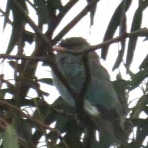 Eurystomus orientalis at Curtin, ACT - 15 Feb 2020