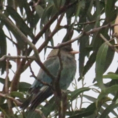 Eurystomus orientalis at Curtin, ACT - 15 Feb 2020