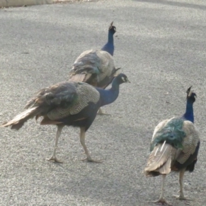 Pavo cristatus at Narrabundah, ACT - 1 Mar 2020