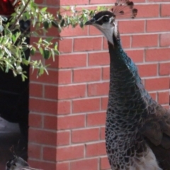 Pavo cristatus at Narrabundah, ACT - 1 Mar 2020