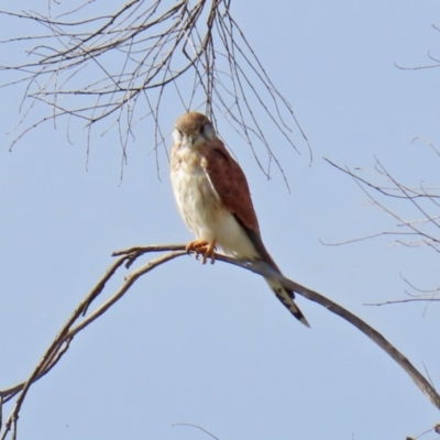 Falco cenchroides (Nankeen Kestrel) at Tharwa, ACT - 1 Mar 2020 by RodDeb