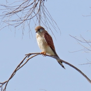 Falco cenchroides at Tharwa, ACT - 2 Mar 2020 10:04 AM