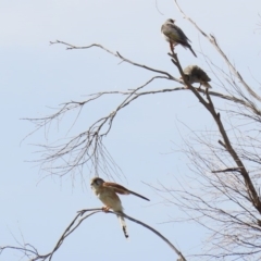 Falco cenchroides at Tharwa, ACT - 2 Mar 2020 10:04 AM