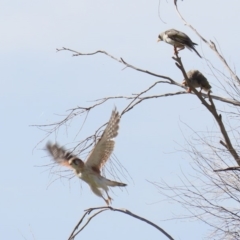 Falco cenchroides at Tharwa, ACT - 2 Mar 2020
