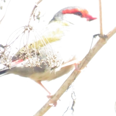 Neochmia temporalis (Red-browed Finch) at Fyshwick, ACT - 15 Feb 2020 by tom.tomward@gmail.com