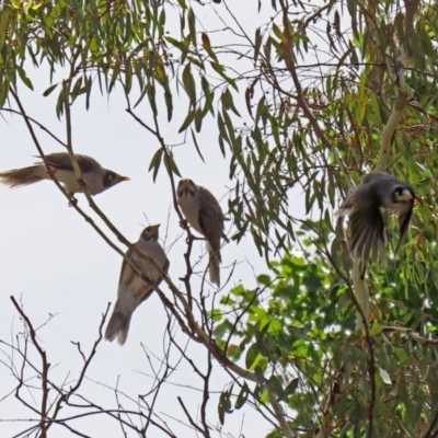 Manorina melanocephala (Noisy Miner) at Tharwa, ACT - 1 Mar 2020 by RodDeb