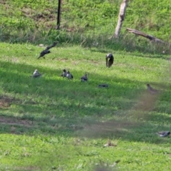 Manorina melanocephala at Tharwa, ACT - 2 Mar 2020