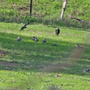 Manorina melanocephala at Tharwa, ACT - 2 Mar 2020