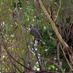 Manorina melanocephala at Tharwa, ACT - 2 Mar 2020