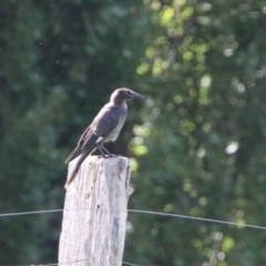 Strepera graculina (Pied Currawong) at Tharwa, ACT - 2 Mar 2020 by RodDeb