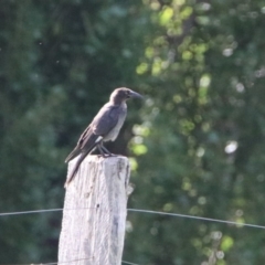 Strepera graculina (Pied Currawong) at Tharwa Bridge - 2 Mar 2020 by RodDeb