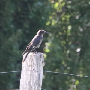 Strepera graculina at Tharwa, ACT - 2 Mar 2020