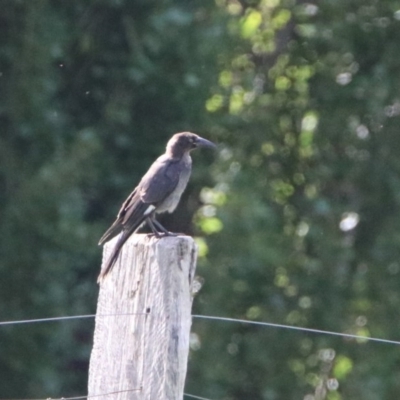 Strepera graculina (Pied Currawong) at Tharwa, ACT - 2 Mar 2020 by RodDeb