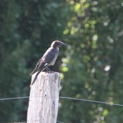 Strepera graculina (Pied Currawong) at Tharwa Bridge - 1 Mar 2020 by RodDeb