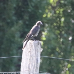 Strepera graculina at Tharwa, ACT - 2 Mar 2020