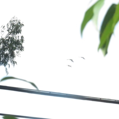 Zanda funerea (Yellow-tailed Black-Cockatoo) at Curtin, ACT - 17 Feb 2020 by BenW