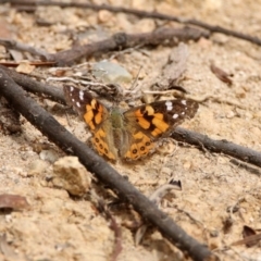 Vanessa kershawi (Australian Painted Lady) at Gigerline Nature Reserve - 2 Mar 2020 by RodDeb