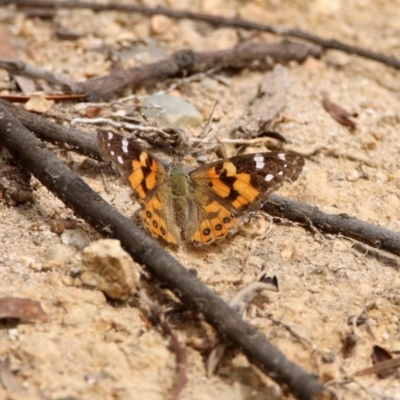 Vanessa kershawi (Australian Painted Lady) at Gigerline Nature Reserve - 2 Mar 2020 by RodDeb