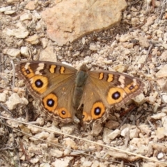 Junonia villida (Meadow Argus) at Gigerline Nature Reserve - 2 Mar 2020 by RodDeb