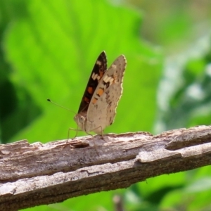 Junonia villida at Tennent, ACT - 2 Mar 2020