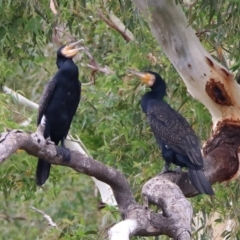 Phalacrocorax carbo (Great Cormorant) at Gigerline Nature Reserve - 2 Mar 2020 by RodDeb