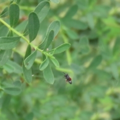 Chalcididae (family) (Unidentified chalcid wasp) at Gigerline Nature Reserve - 2 Mar 2020 by RodDeb