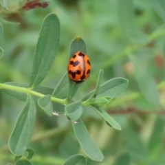 Coccinella transversalis (Transverse Ladybird) at Gigerline Nature Reserve - 2 Mar 2020 by RodDeb