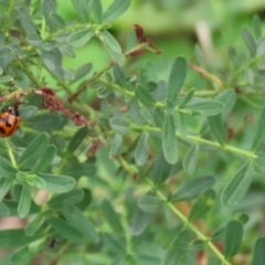 Coccinella transversalis at Tennent, ACT - 2 Mar 2020