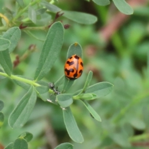 Coccinella transversalis at Tennent, ACT - 2 Mar 2020