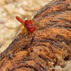 Diplacodes haematodes (Scarlet Percher) at Gigerline Nature Reserve - 2 Mar 2020 by RodDeb