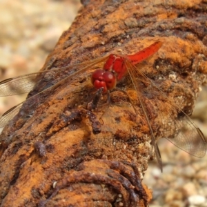 Diplacodes haematodes at Tennent, ACT - 2 Mar 2020 11:22 AM