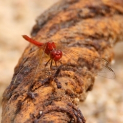 Diplacodes haematodes at Tennent, ACT - 2 Mar 2020 11:22 AM