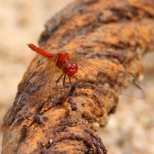 Diplacodes haematodes at Tennent, ACT - 2 Mar 2020 11:22 AM