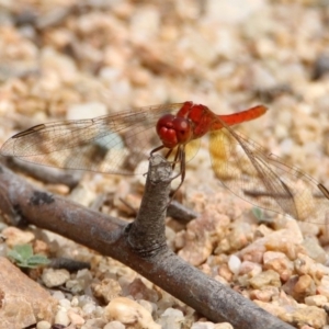 Diplacodes haematodes at Tennent, ACT - 2 Mar 2020 11:22 AM