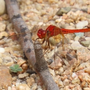 Diplacodes haematodes at Tennent, ACT - 2 Mar 2020 11:22 AM