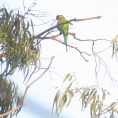 Polytelis swainsonii (Superb Parrot) at Curtin, ACT - 29 Jan 2020 by BenW