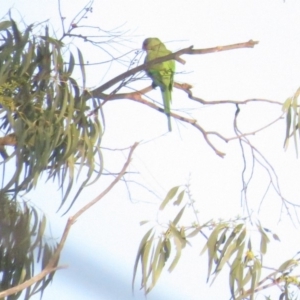 Polytelis swainsonii at Curtin, ACT - 29 Jan 2020