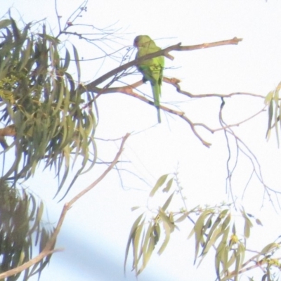 Polytelis swainsonii (Superb Parrot) at Curtin, ACT - 29 Jan 2020 by BenW