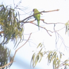 Polytelis swainsonii (Superb Parrot) at Curtin, ACT - 28 Jan 2020 by tom.tomward@gmail.com