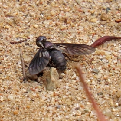 Pseudopenthes fenestrata (Window-winged bee fly) at Gigerline Nature Reserve - 2 Mar 2020 by RodDeb