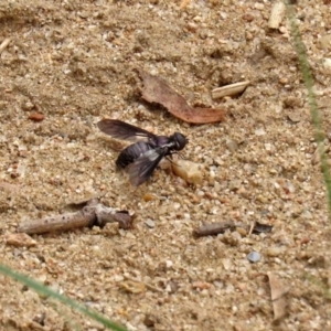 Pseudopenthes fenestrata at Tennent, ACT - 2 Mar 2020 12:28 PM