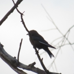 Artamus cyanopterus (Dusky Woodswallow) at Curtin, ACT - 15 Jan 2020 by BenW